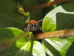 Fuchsrote Lockensandbiene (Andrena fulva) im Porträt