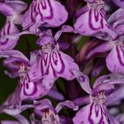 Fuchs'sches Knabenkraut (Dactylorhiza fuchsii)