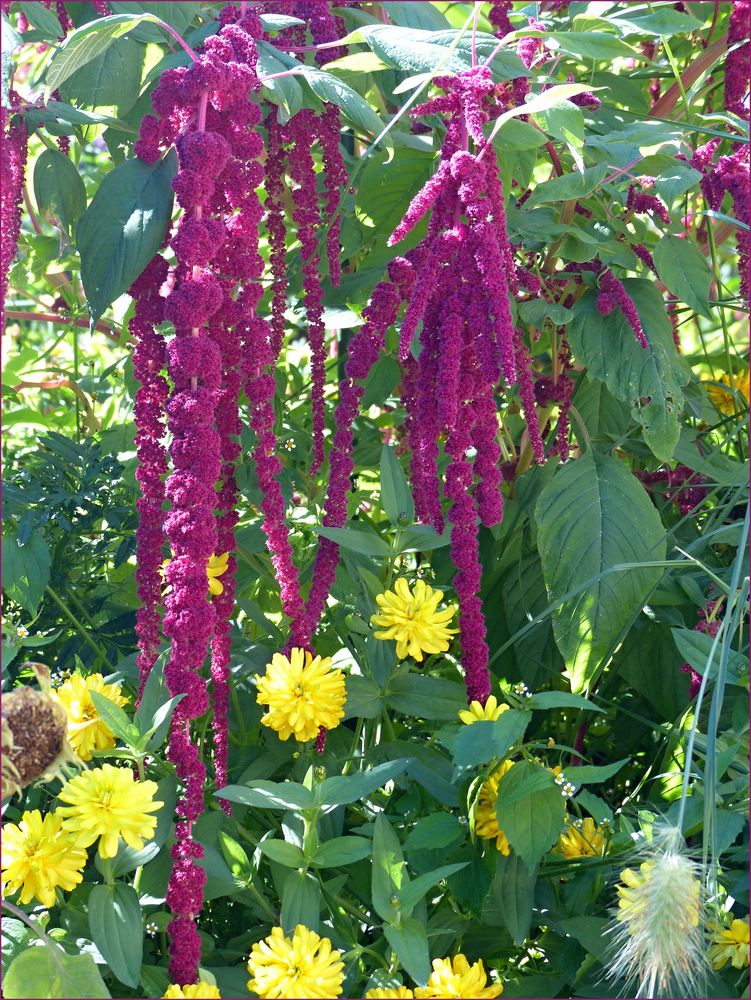 Fuchsschwänze Foto & Bild natur, pflanzen, blüten Bilder auf