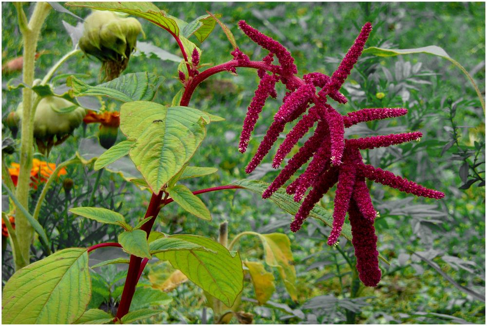 Fuchsschwanz Foto & Bild pflanzen, pilze & flechten, ku nat, natur