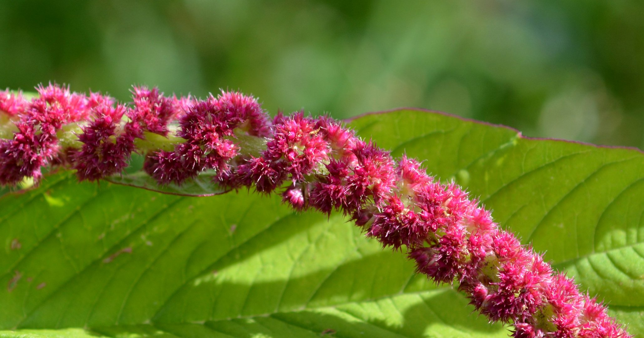 fuchsschwanz Foto & Bild naturmakros, jahreszeiten, sommer Bilder