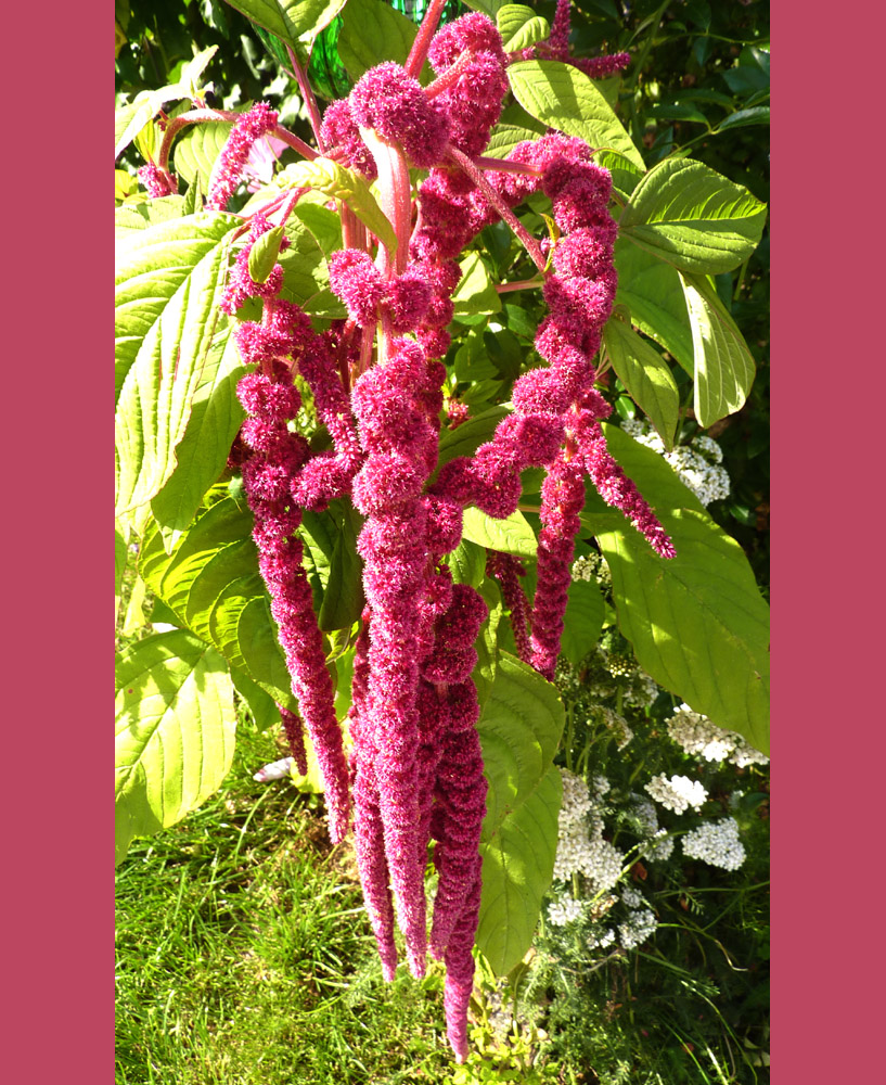 Fuchsschwanz gesehen im Garten unserer Friseuse Foto
