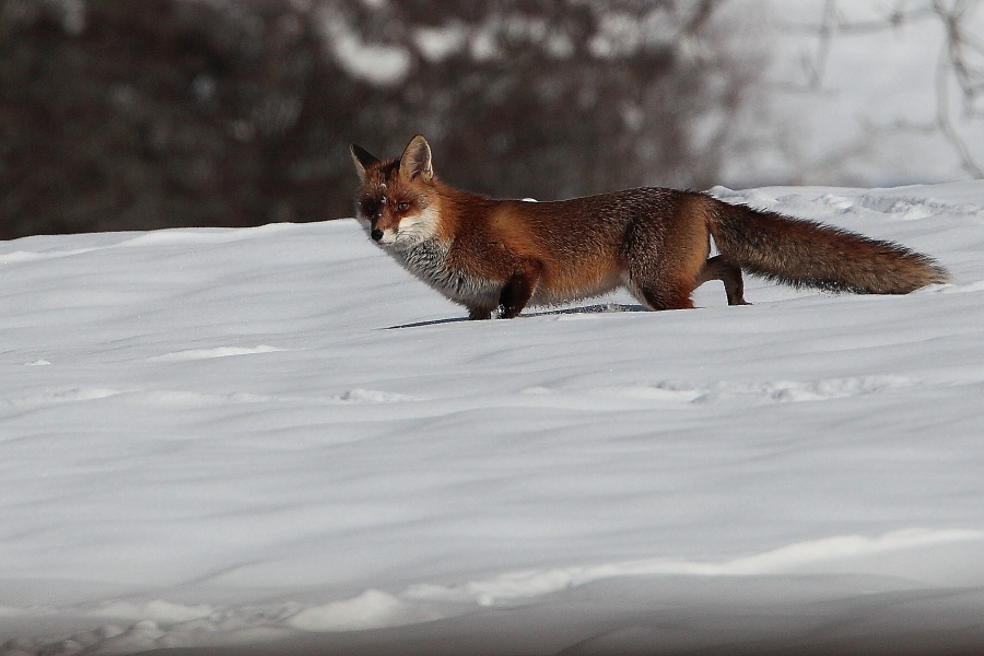 Fuchsspaziergang am Fuchsberg ..., Dettingen a.d. Erms, Biosphärengebiet schw. Alb