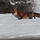 Fuchsspaziergang am Fuchsberg ..., Dettingen a.d. Erms, Biosphärengebiet schw. Alb