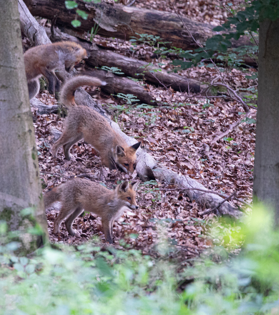 Fuchsspiel