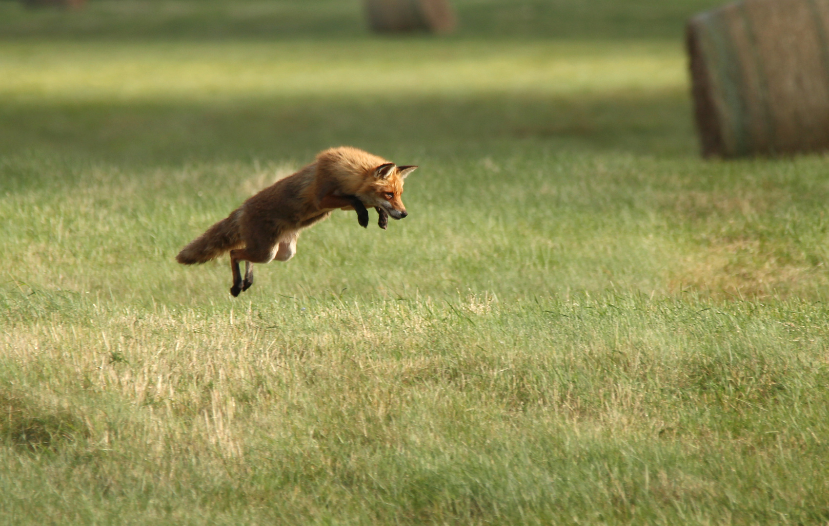 Fuchssprung,