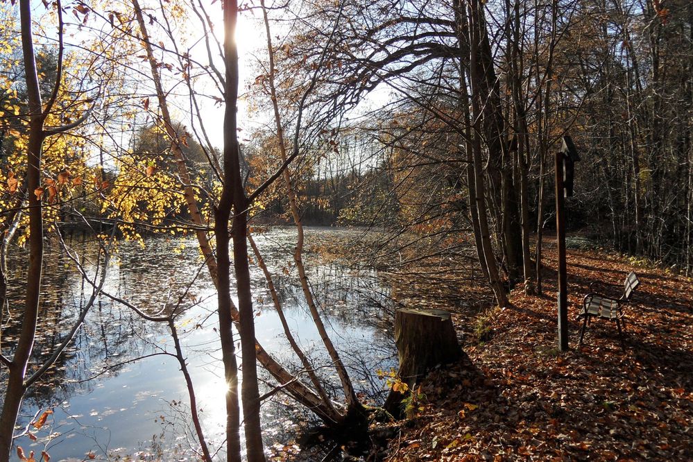 Fuchsteich am Waldbad Oberau