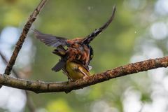 Fuchsweber in der Regenpause...
