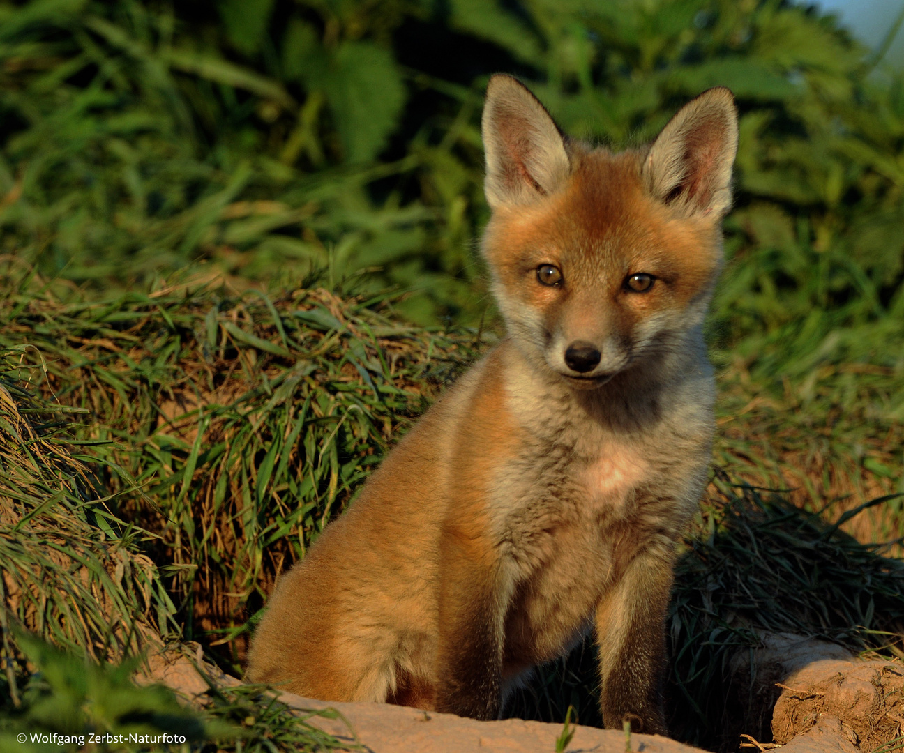 --- Fuchswelpe 1 ---   ( Vulpes vulpes )