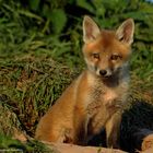 --- Fuchswelpe 1 ---   ( Vulpes vulpes )