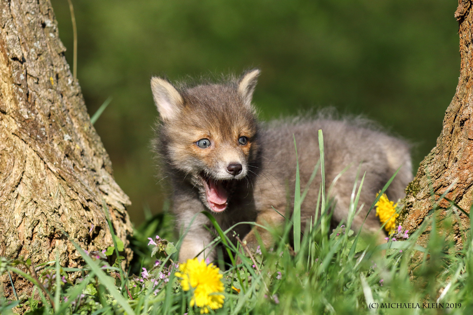 Fuchswelpe Foto & Bild | natur, landschaft, tiere Bilder auf fotocommunity