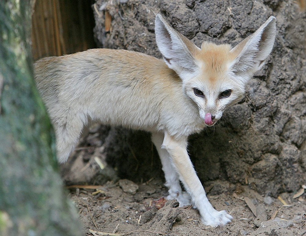 fuchswelpe-fennek