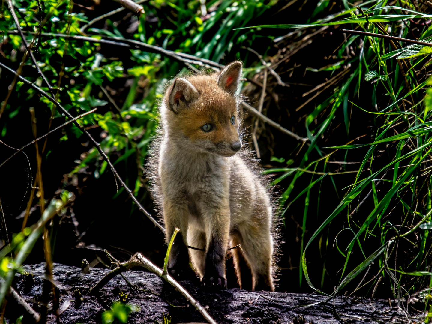 Fuchswelpe - fox pup