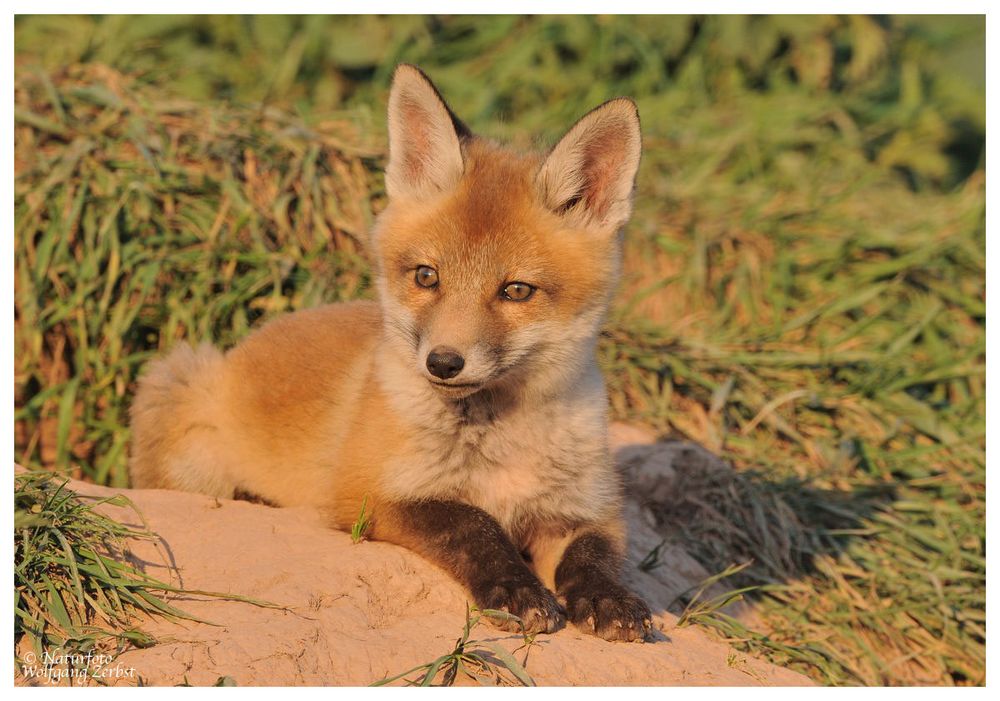 --- Fuchswelpe im Abendlicht --- ( Vulpes vulpes )