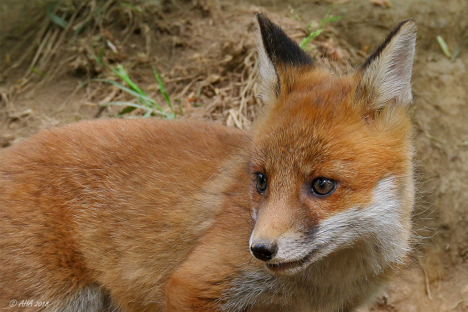 Fuchswelpe im Portrait Foto & Bild | tiere, tierkinder, tierfotos