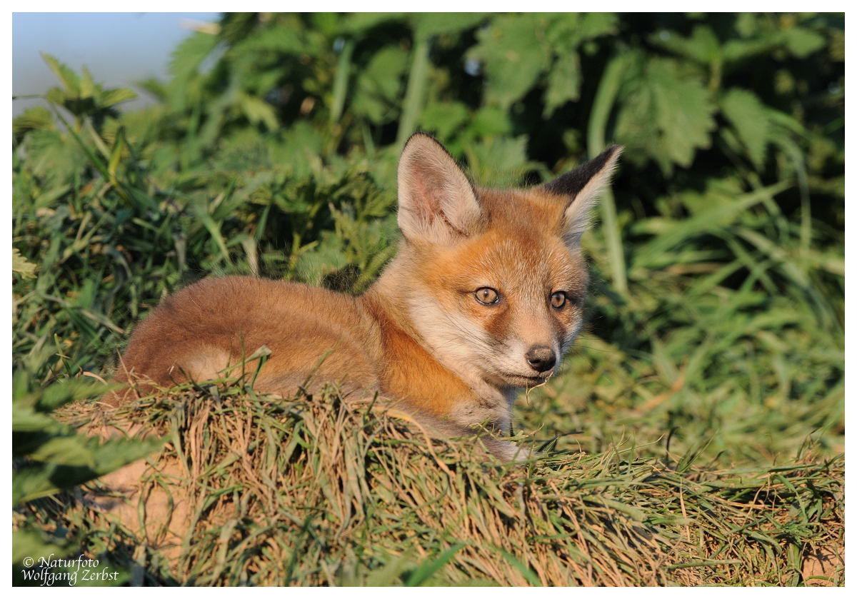 --- Fuchswelpe in der Abendsonne --- ( Vulpes vulpes )