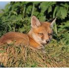 --- Fuchswelpe in der Abendsonne --- ( Vulpes vulpes )