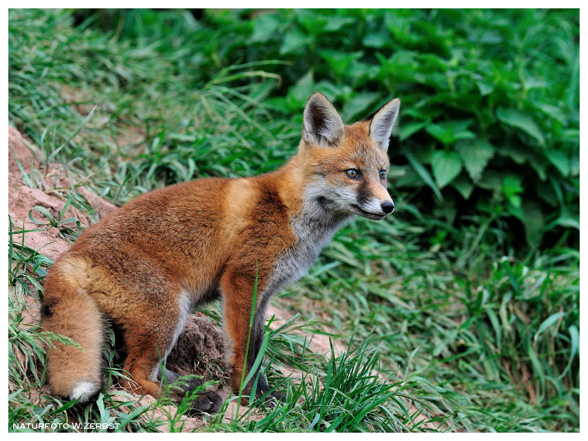 - Fuchswelpe Nr. 2 - ( Vulpes vulpes )