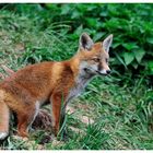 - Fuchswelpe Nr. 2 - ( Vulpes vulpes )