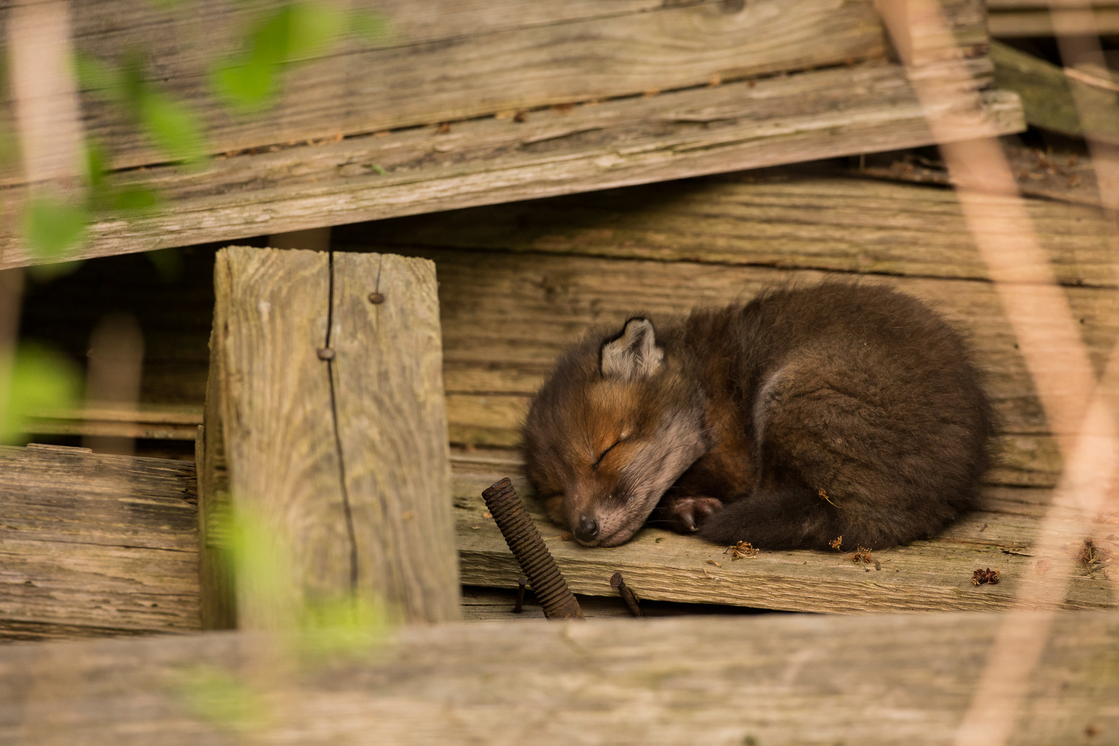 Fuchswelpe Siesta_