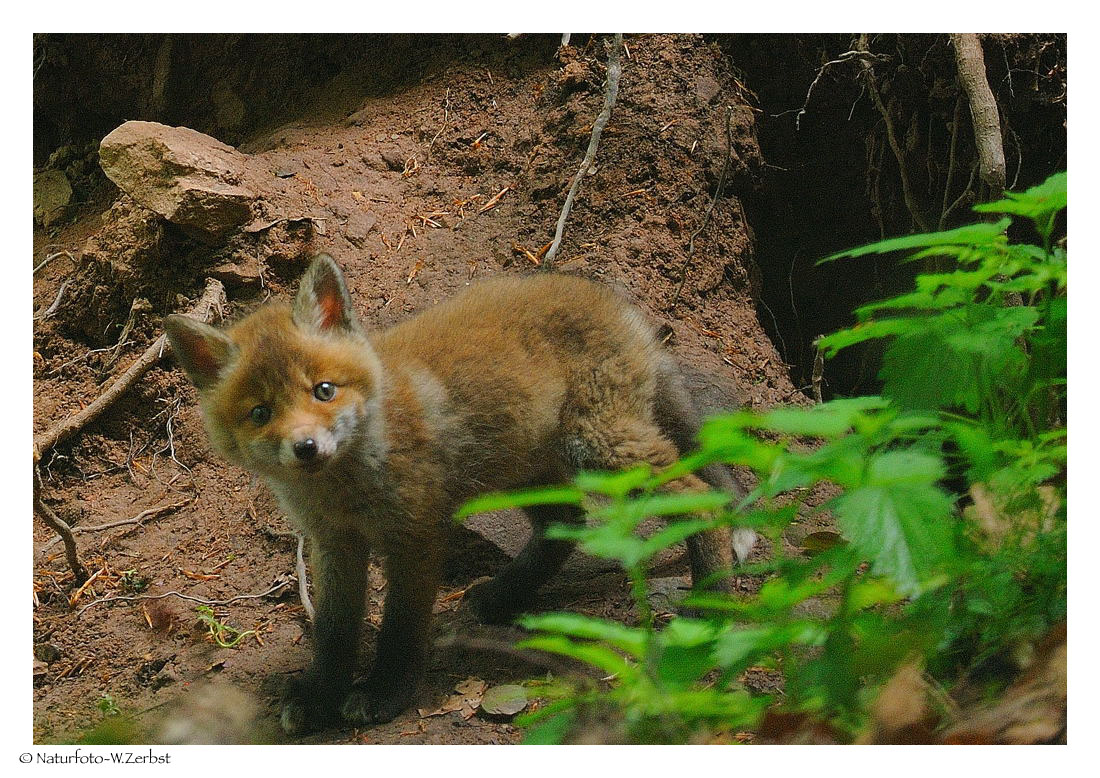 ---- Fuchswelpe ---- ( Vulpes vulpes )