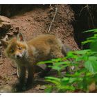 ---- Fuchswelpe ---- ( Vulpes vulpes )