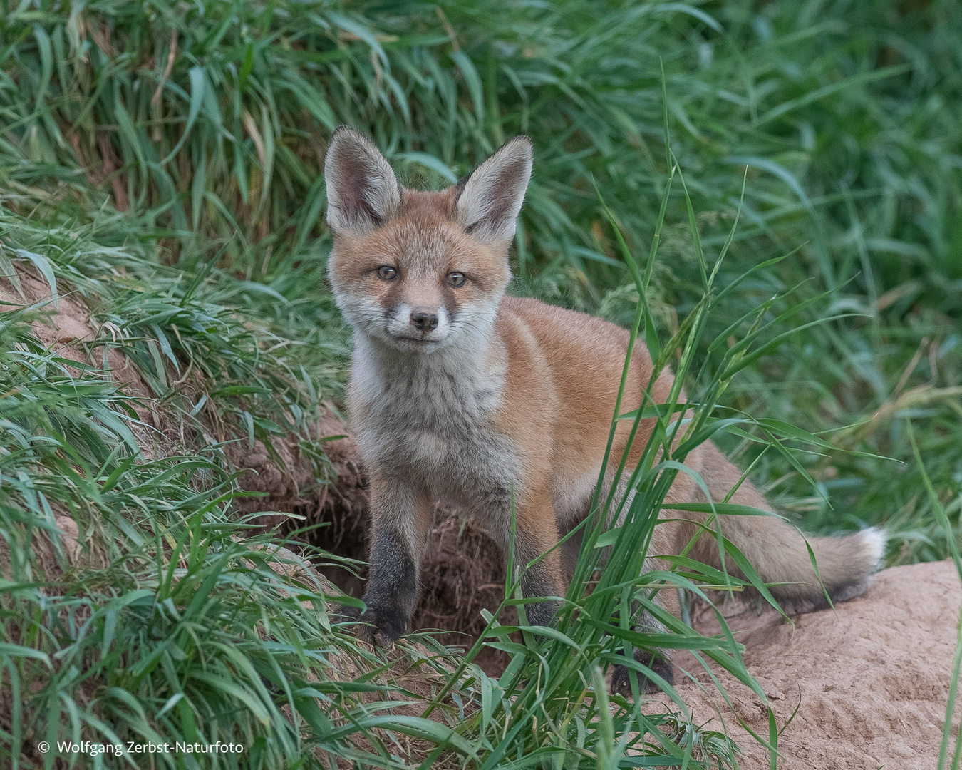 --- Fuchswelpe.---   ( Vulpes vulpes )