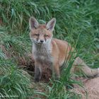 --- Fuchswelpe.---   ( Vulpes vulpes )