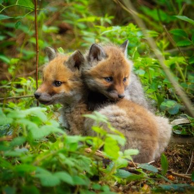 Fuchswelpen (2tes Foto)