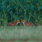 Fuchswelpen und Junikäfer