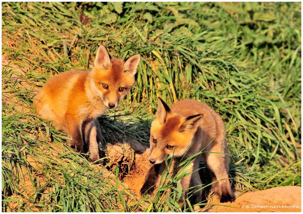 --- Fuchswelpen ... ( Vulpes vulpes )