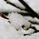 Fuchur der Glücksdrache aus Phantasien