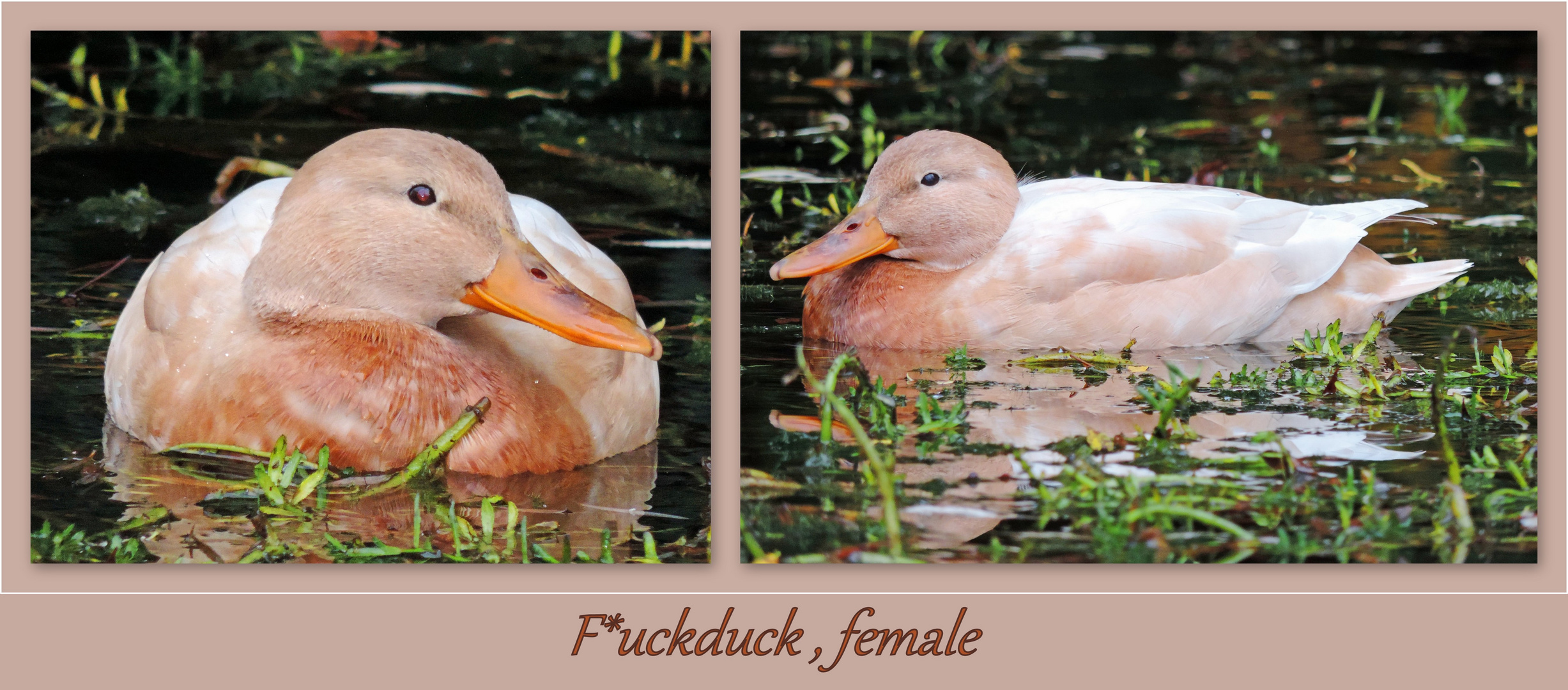 ***   F*UCKDUCK , FEMALE   ***