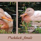 ***   F*UCKDUCK , FEMALE   ***