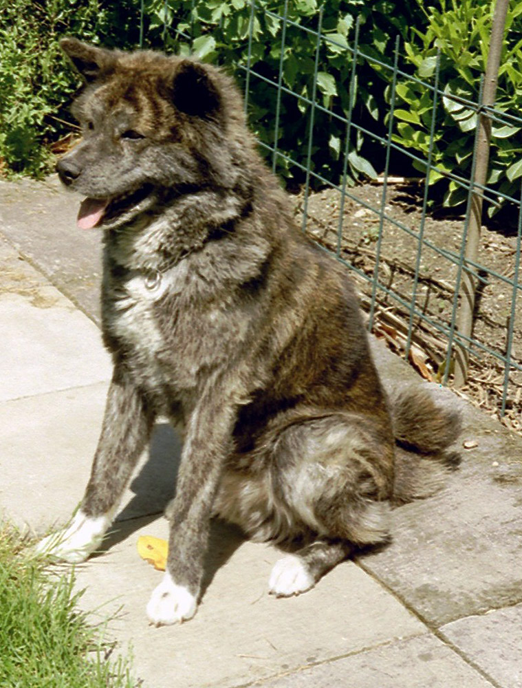 Fudo unser Teddybär