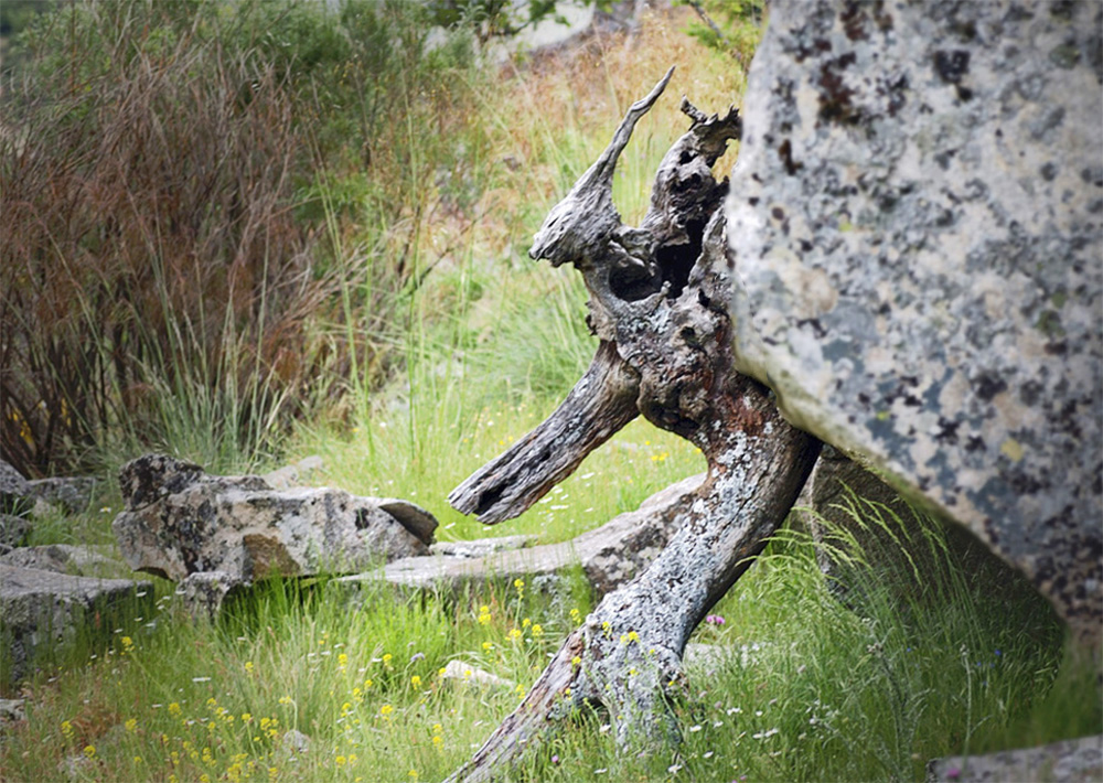 Fué un árbol