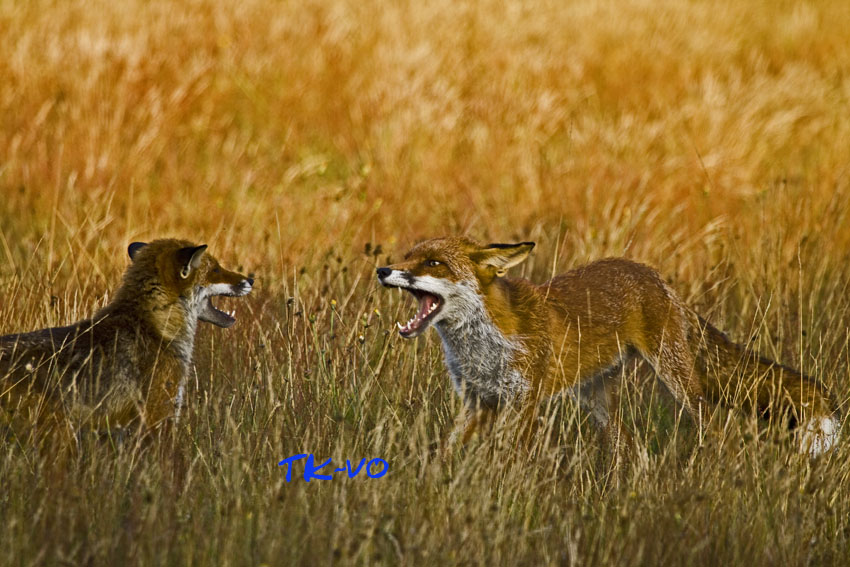 Füchse am Morgen