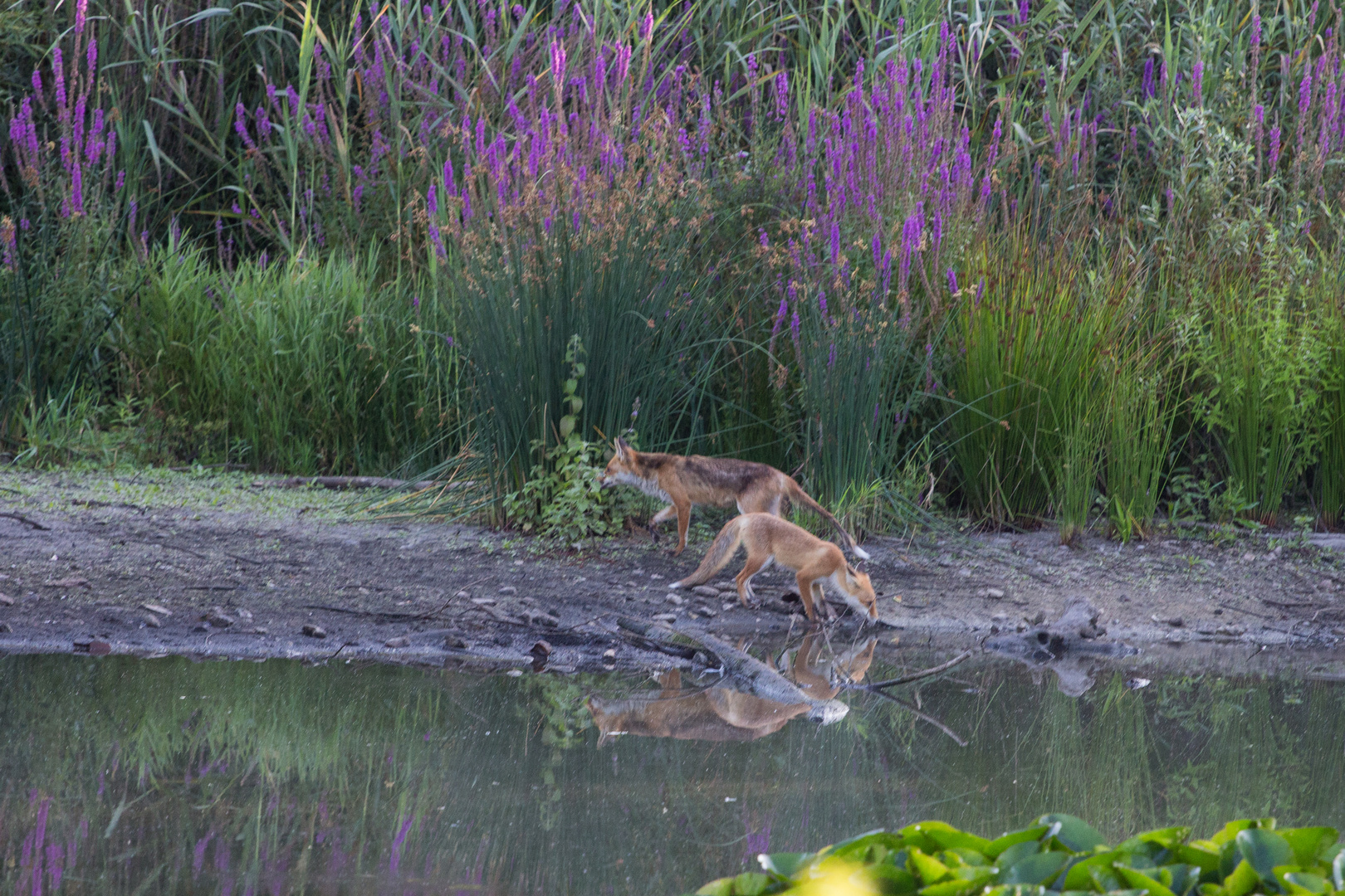 Füchse am Ufer