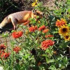 Füchse im Blumenbeet