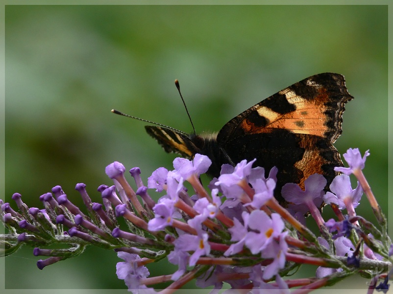 füchse im garten....