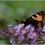 füchse im garten....