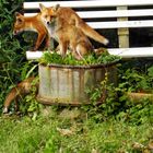 Füchse im Garten