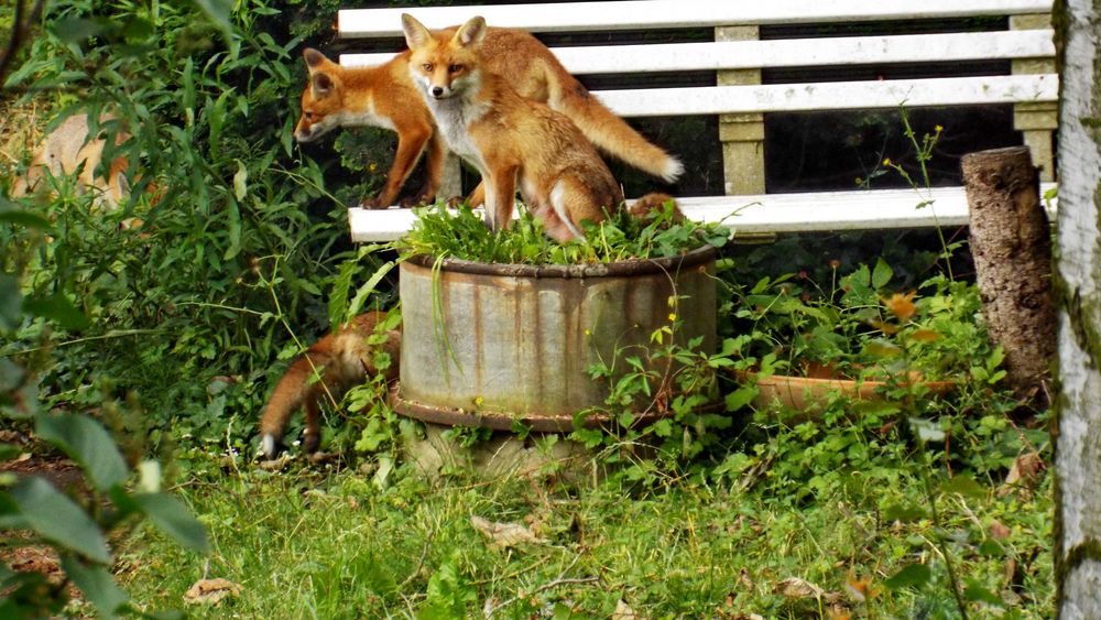 Füchse im Garten