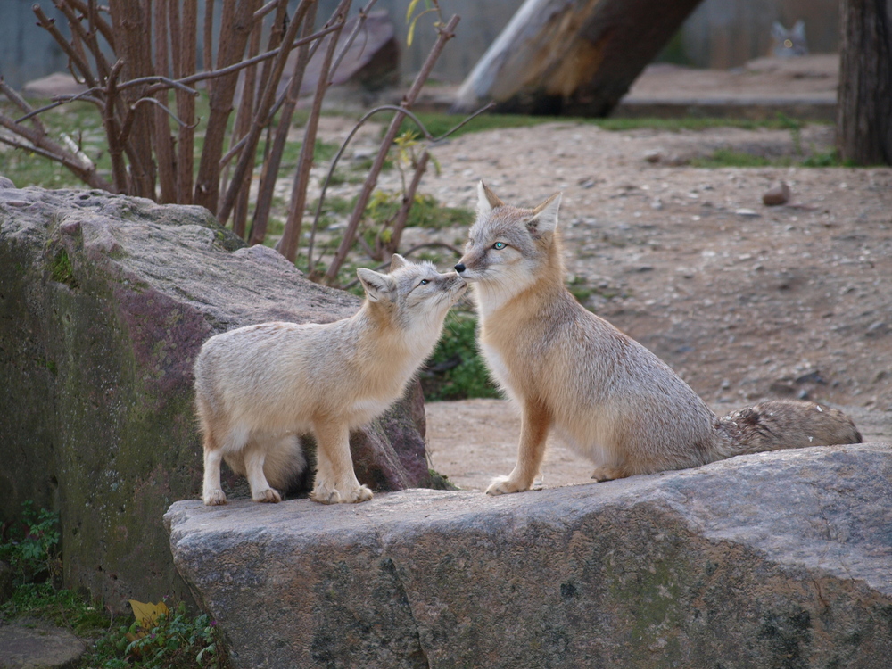 Füchse im HD Zoo