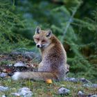 Füchse im Herbstwald