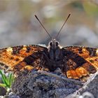 Füchse sind scheu... besonders der Große Fuchs