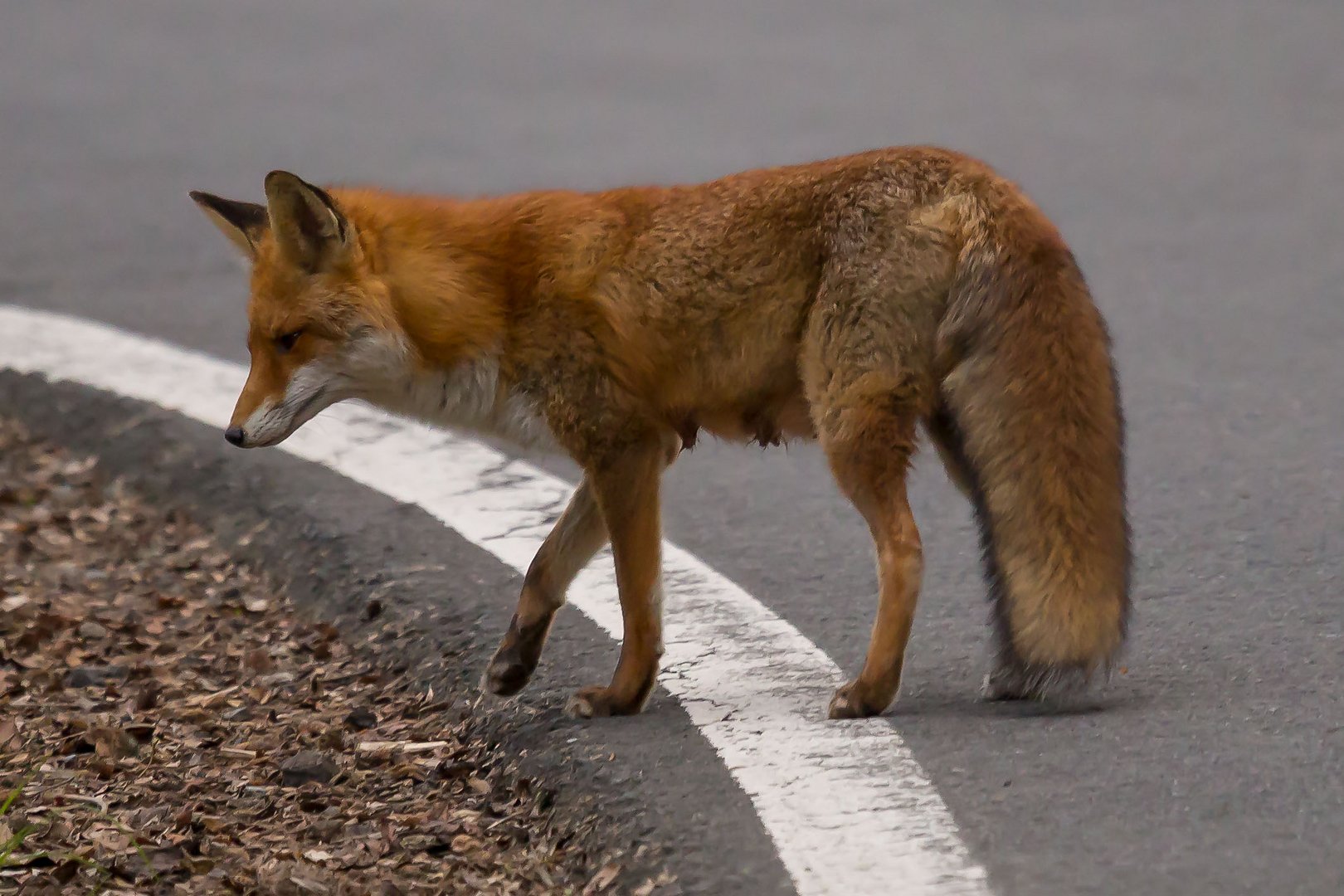 Füchsin am Straßenrand im Harz