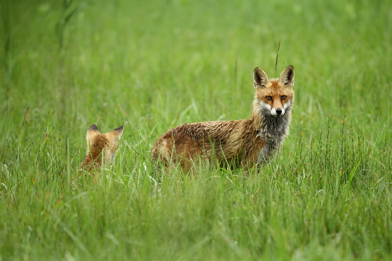 Füchsin mit Jugfuchs