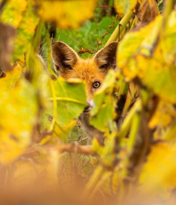Füchsle im Sonnenblumenfeld