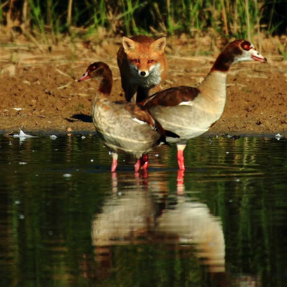 Füchsle zwischen Nilgänsen